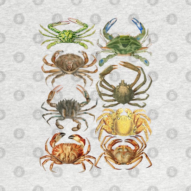 Crabs Illustration Set by arkitekta